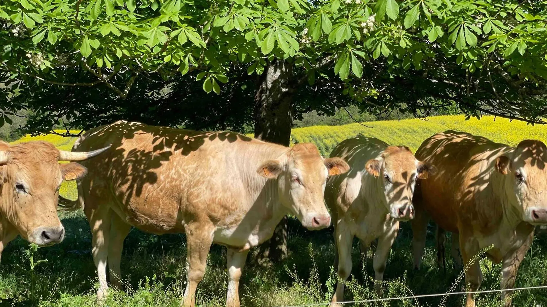 Tatil Evi Domaine De Montfort Saint-Lizier Fransa